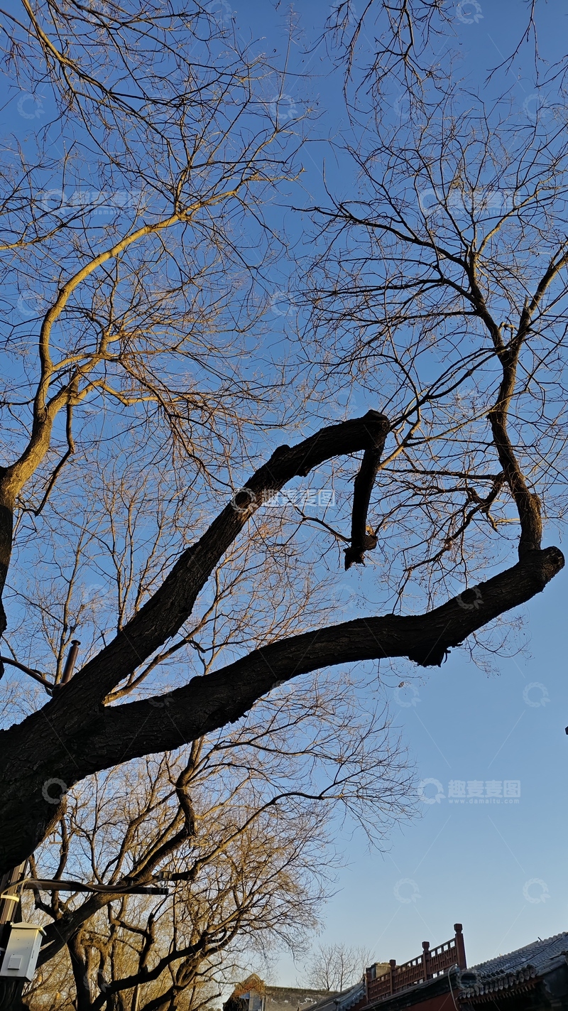 高清大图下载【趣麦麦图】冬日枯枝蓝天映衬