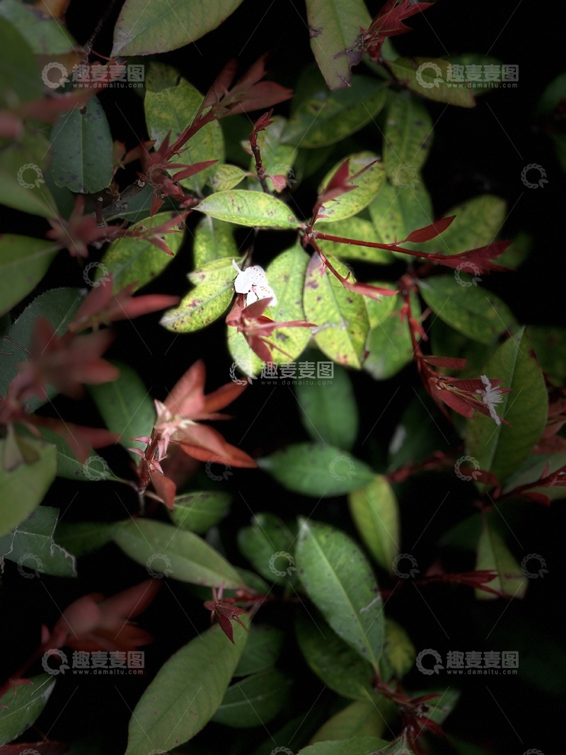 高清大图下载【趣麦麦图】暗夜绿叶白花植物摄影