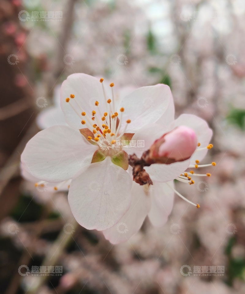 高清大图下载【趣麦麦图】春日桃花特写