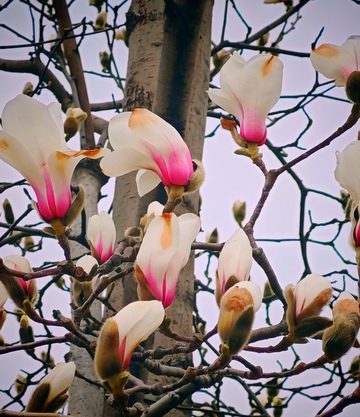 玉兰花开早春时