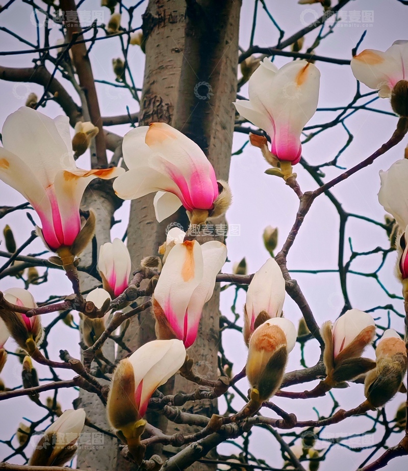 高清大图下载【趣麦麦图】玉兰花开早春时
