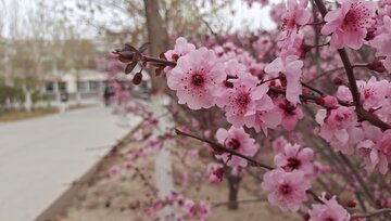 春日樱花盛开校园小径