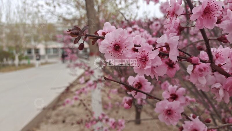 高清大图下载【趣麦麦图】春日樱花盛开校园小径