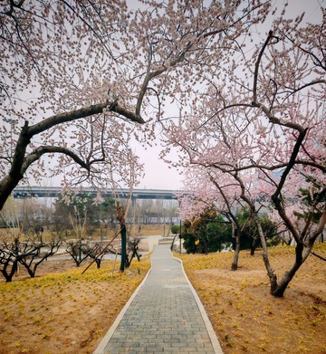 樱花盛开公园小径