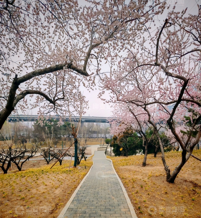 高清大图下载【趣麦麦图】樱花盛开公园小径