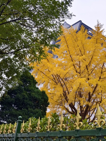 秋意浓银杏叶城市风景
