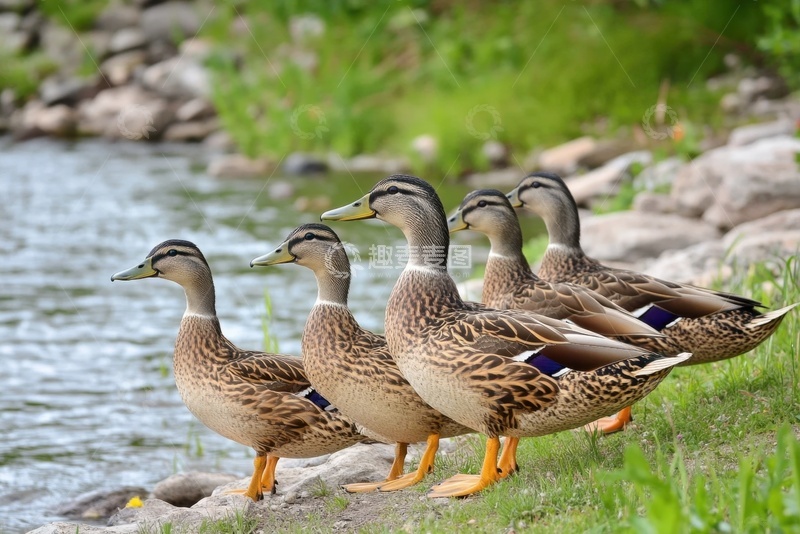 高清大图下载【趣麦麦图】河边的一群灰鸭子