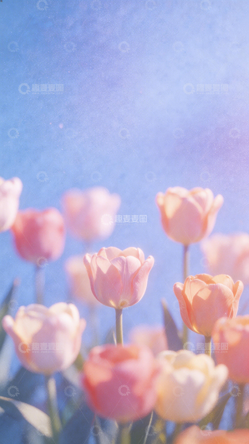 高清大图下载【趣麦麦图】郁金香花海春日风光摄影