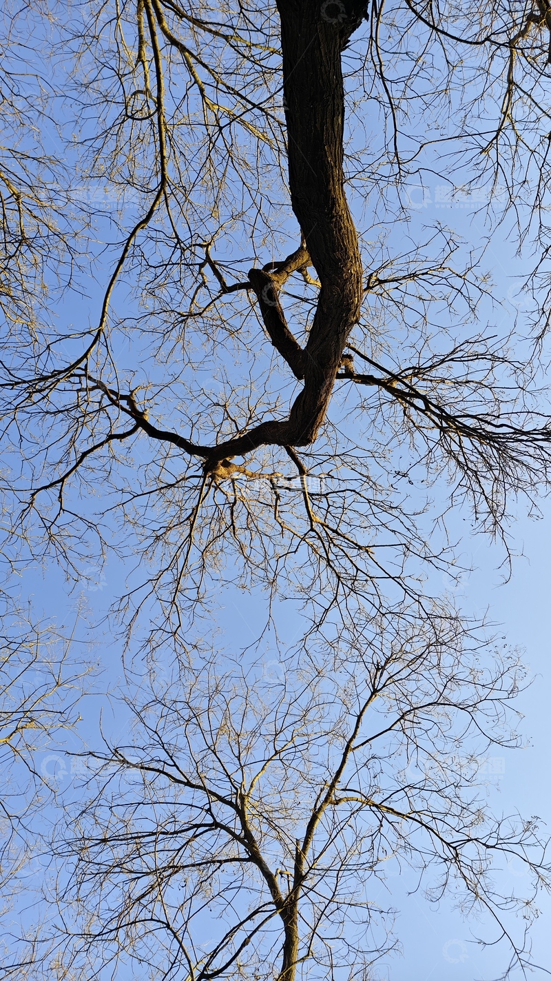 高清大图下载【趣麦麦图】枯枝蓝天冬日景象