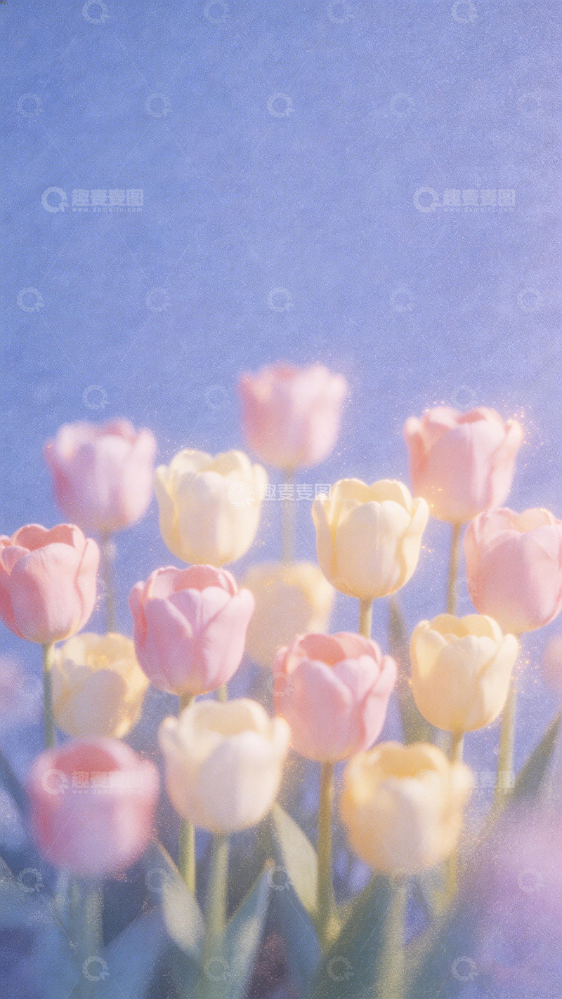 高清大图下载【趣麦麦图】梦幻郁金香春光烂漫