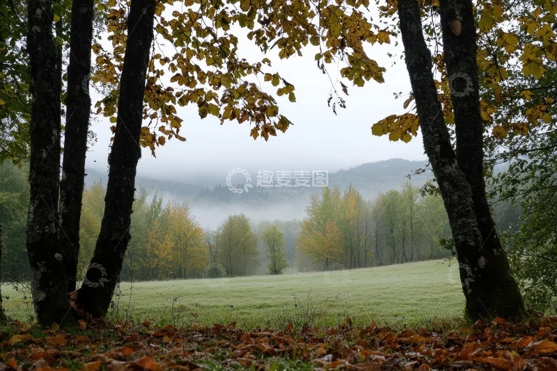 高清大图下载【趣麦麦图】森林薄雾树木美景