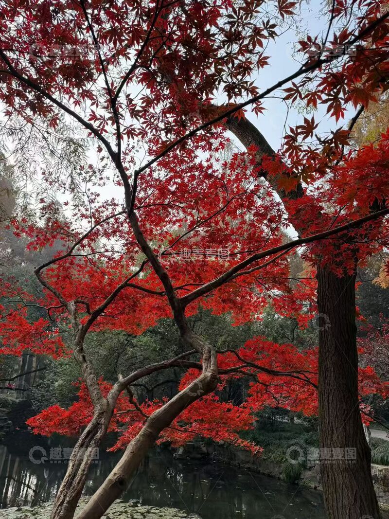 高清大图下载【趣麦麦图】秋日红叶园林景观自然风光