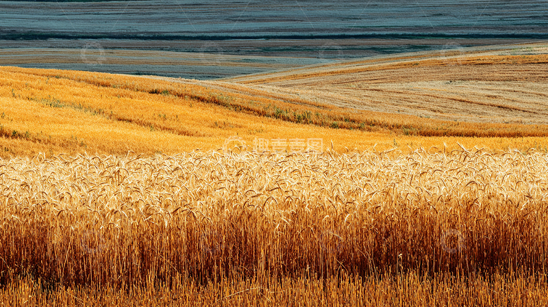 高清大图下载【趣麦麦图】丰收季节的稻浪翻滚