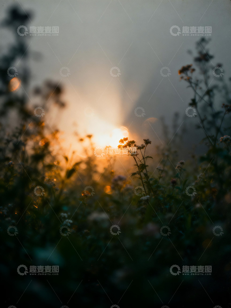 高清大图下载【趣麦麦图】花丛写意摄影6