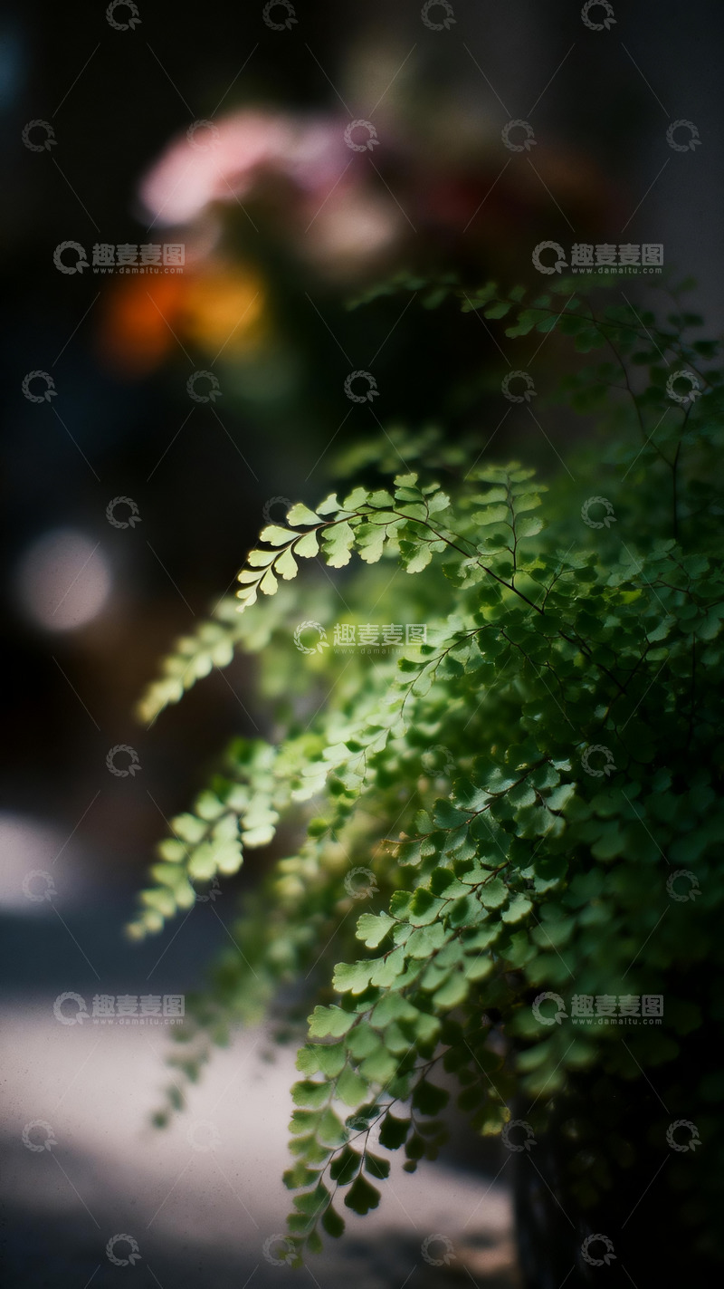 高清大图下载【趣麦麦图】铁线蕨印象风摄影7