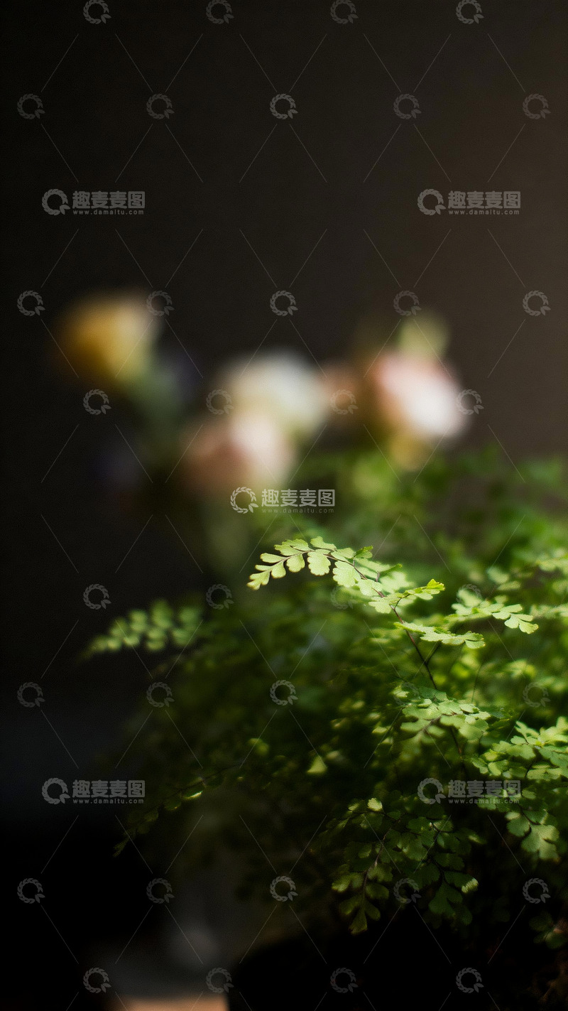 高清大图下载【趣麦麦图】铁线蕨印象风摄影2