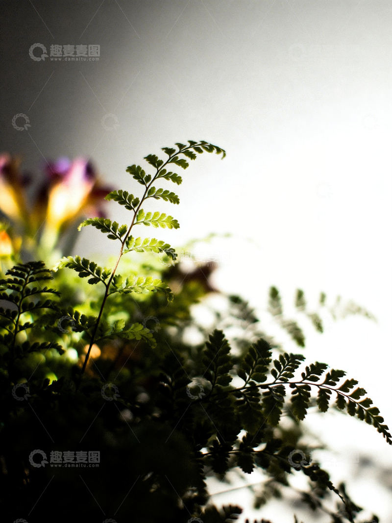 高清大图下载【趣麦麦图】铁线蕨印象风摄影6