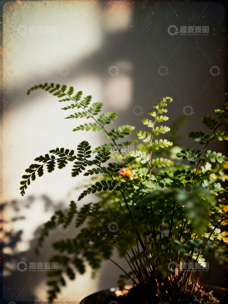 高清大图下载【趣麦麦图】铁线蕨印象风摄影5