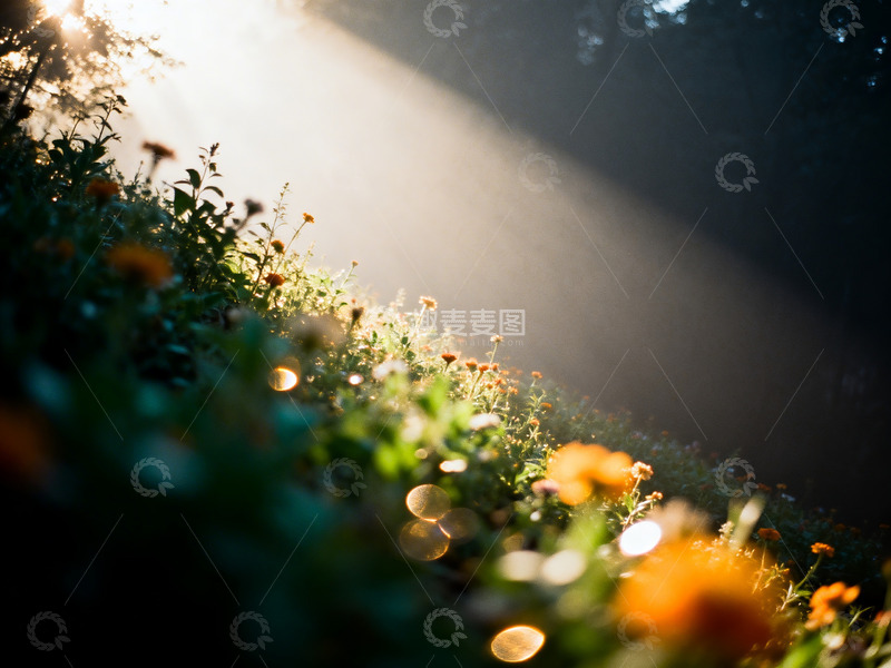 高清大图下载【趣麦麦图】花丛写意摄影