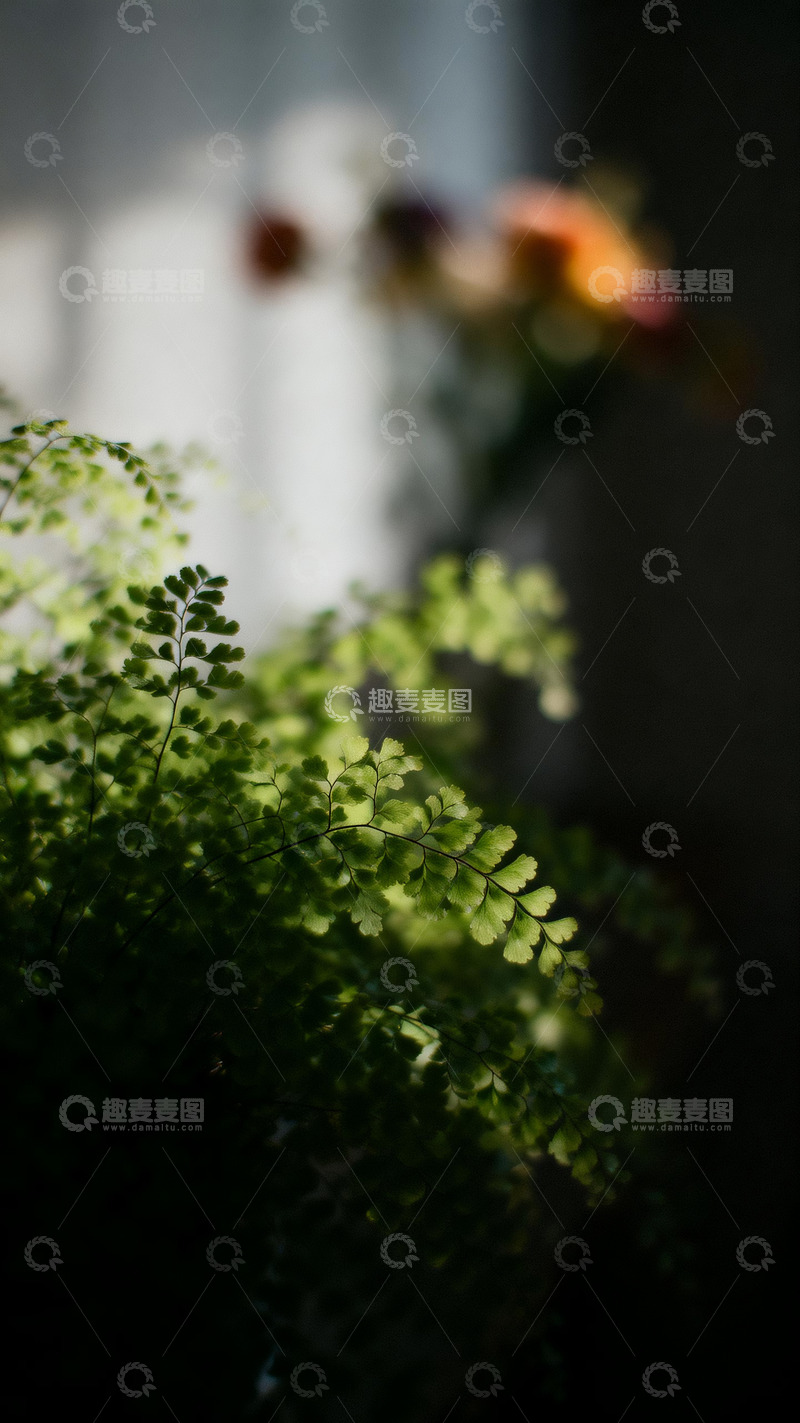 高清大图下载【趣麦麦图】铁线蕨印象风摄影3