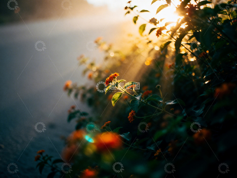 高清大图下载【趣麦麦图】花丛写意摄影7