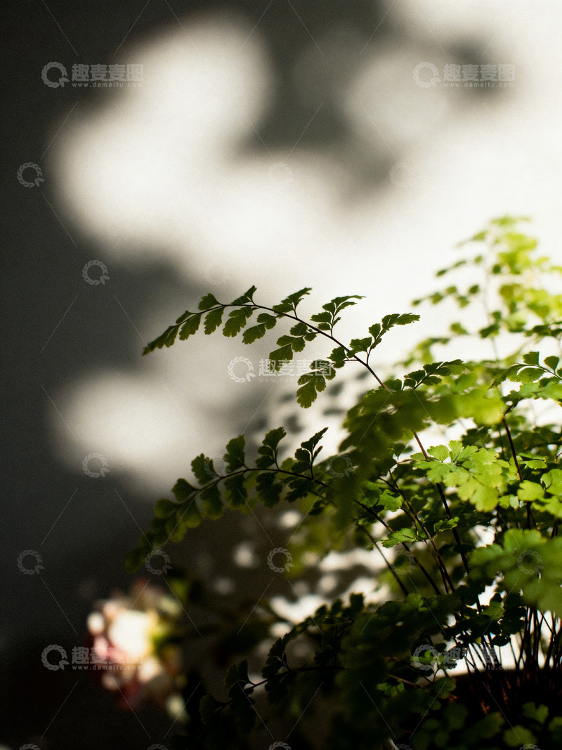 高清大图下载【趣麦麦图】铁线蕨印象风摄影