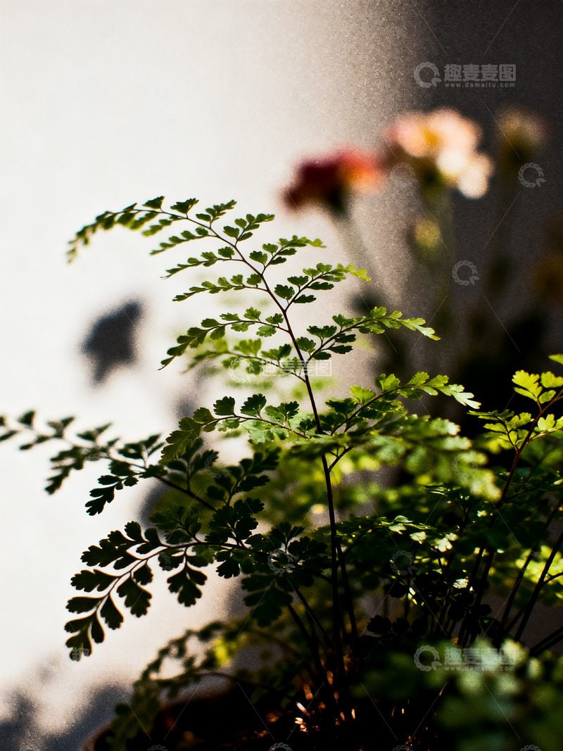 高清大图下载【趣麦麦图】铁线蕨印象风摄影4