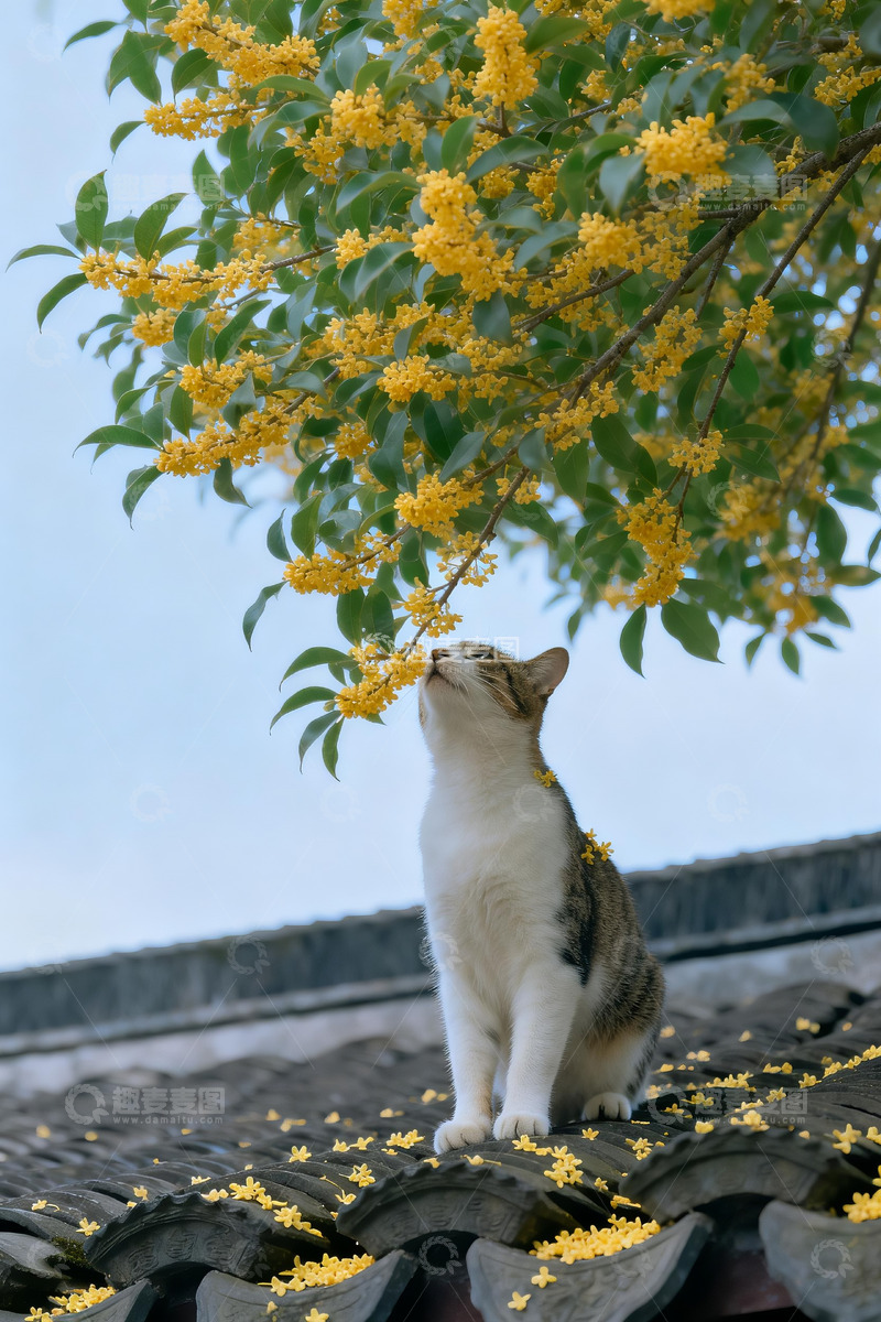 高清大图下载【趣麦麦图】屋顶树枝猫咪