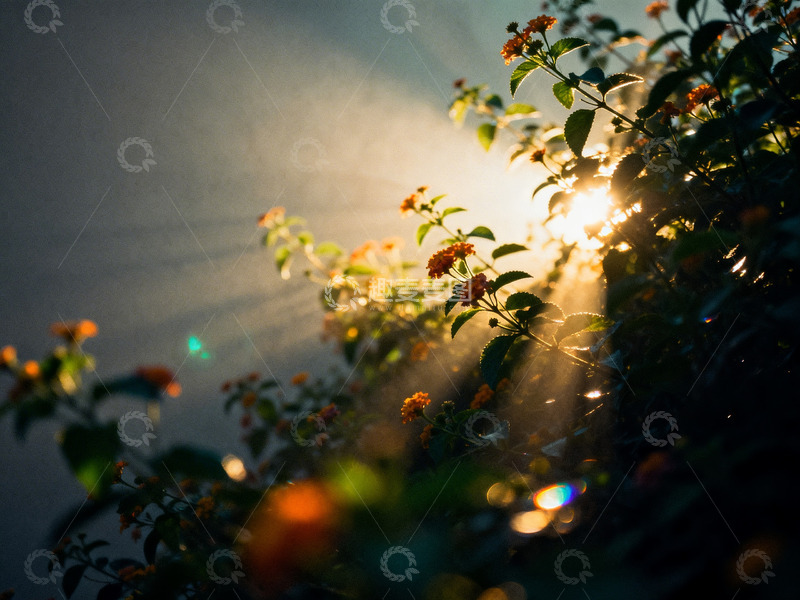 高清大图下载【趣麦麦图】花丛写意摄影2