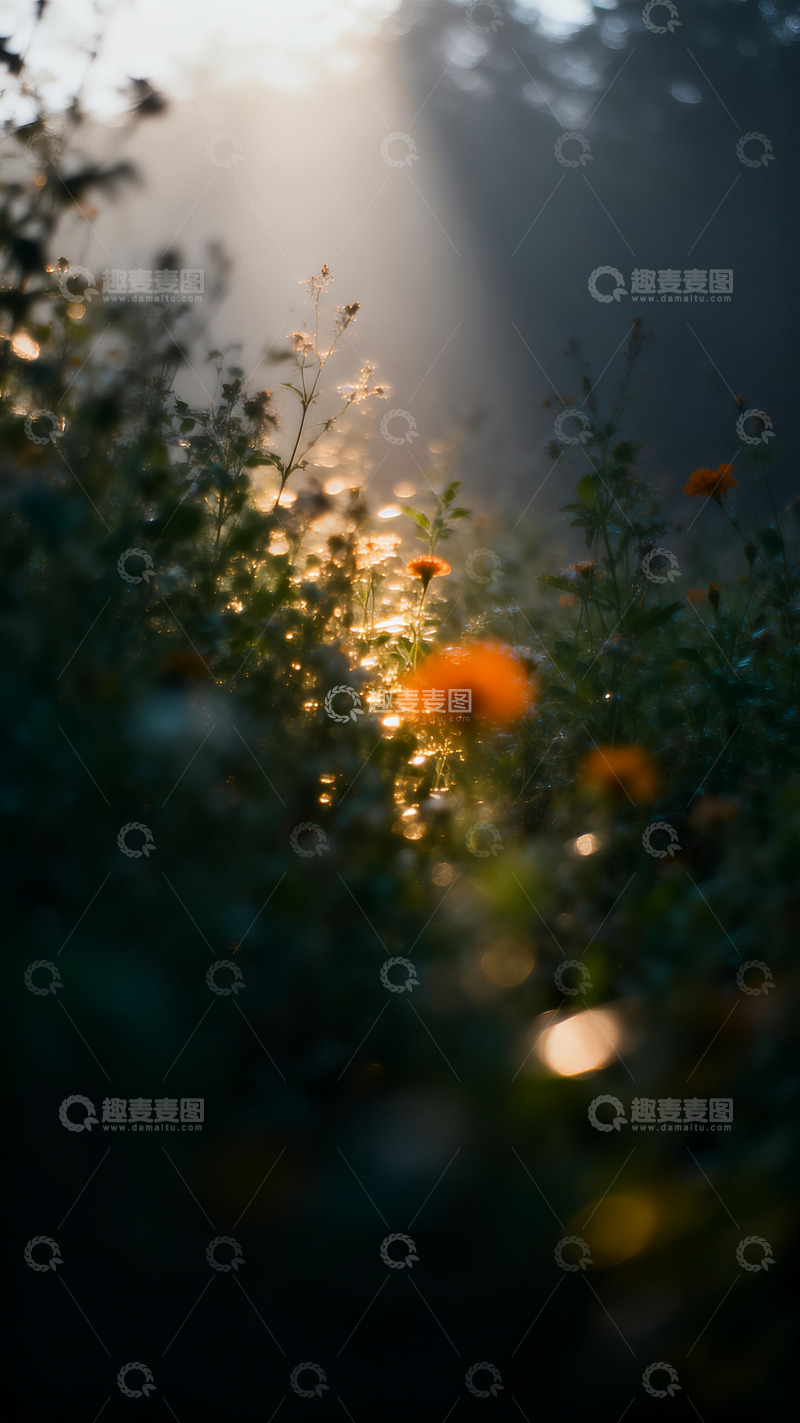 高清大图下载【趣麦麦图】花丛写意摄影8