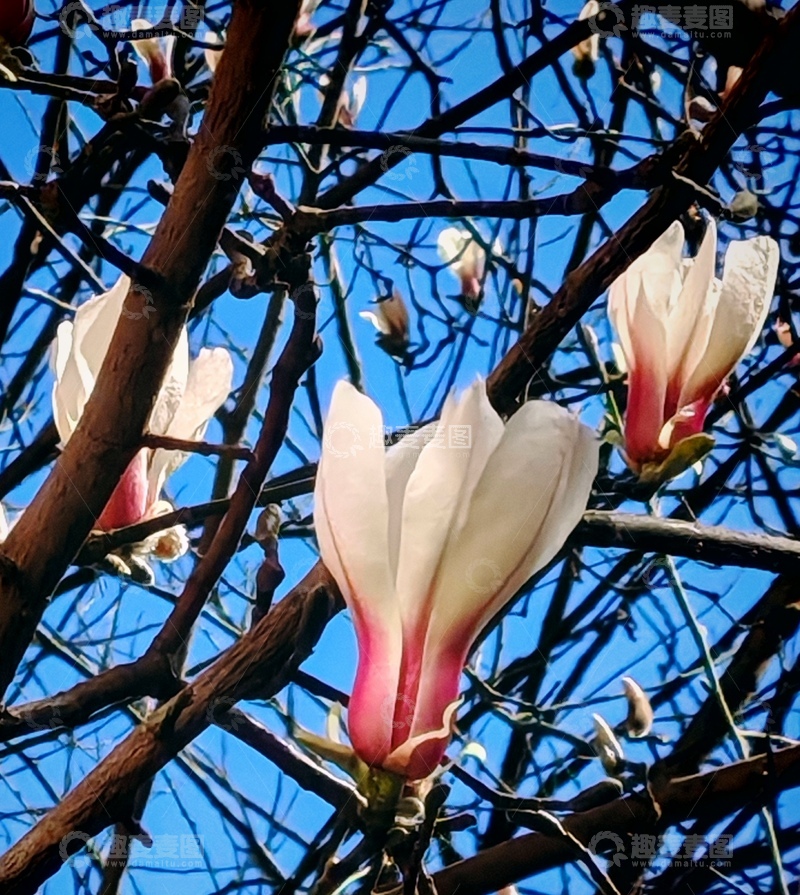 高清大图下载【趣麦麦图】春日玉兰绽放枝头