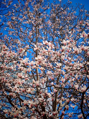 玉兰花开蓝天映衬