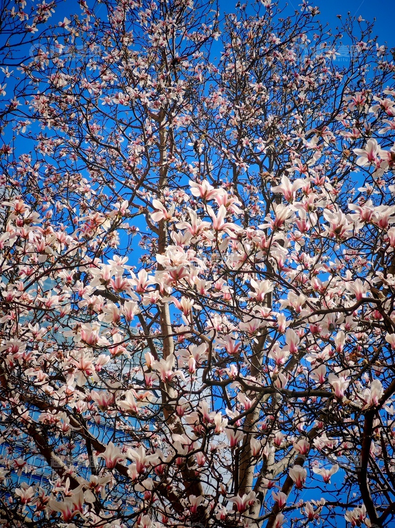 高清大图下载【趣麦麦图】玉兰花开蓝天映衬