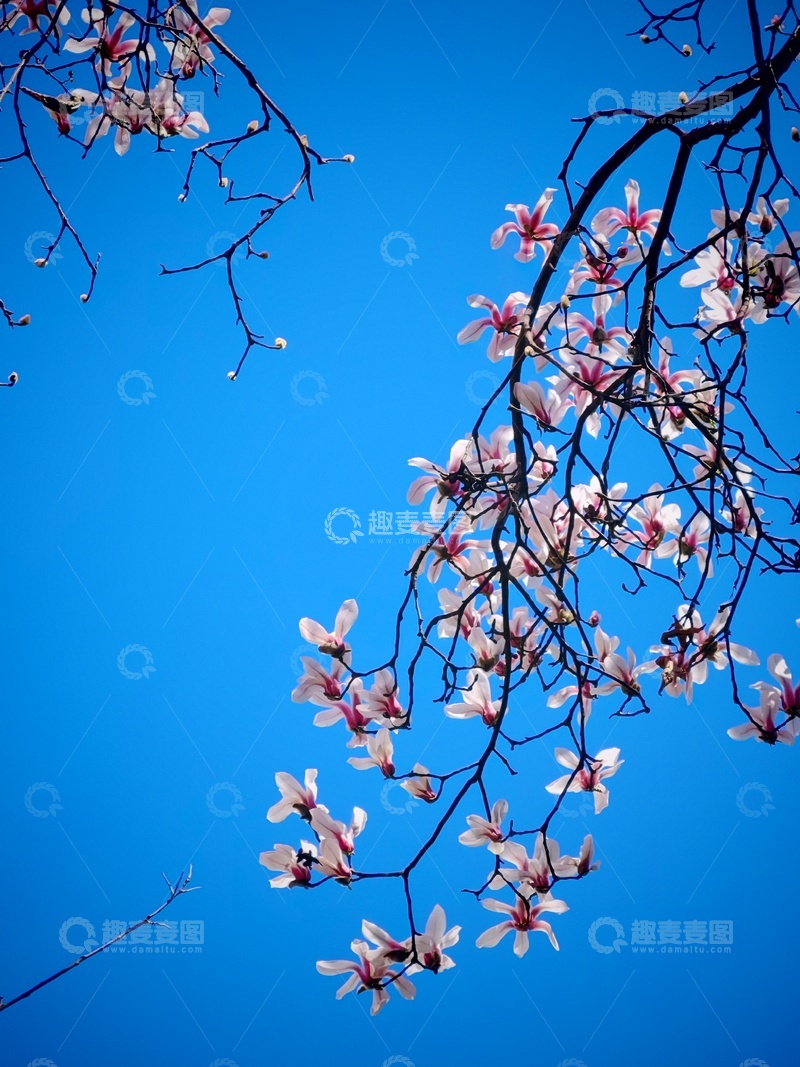 高清大图下载【趣麦麦图】玉兰花开蓝天映