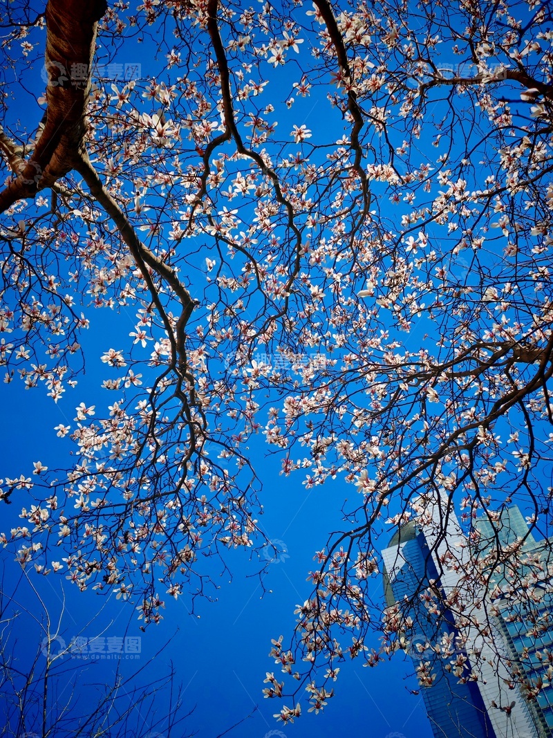 高清大图下载【趣麦麦图】春花蓝天高楼摄影