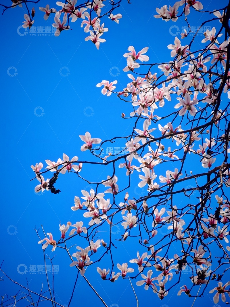 高清大图下载【趣麦麦图】玉兰花盛开蓝天映衬