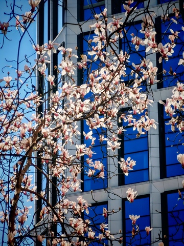 城市春花现代建筑摄影