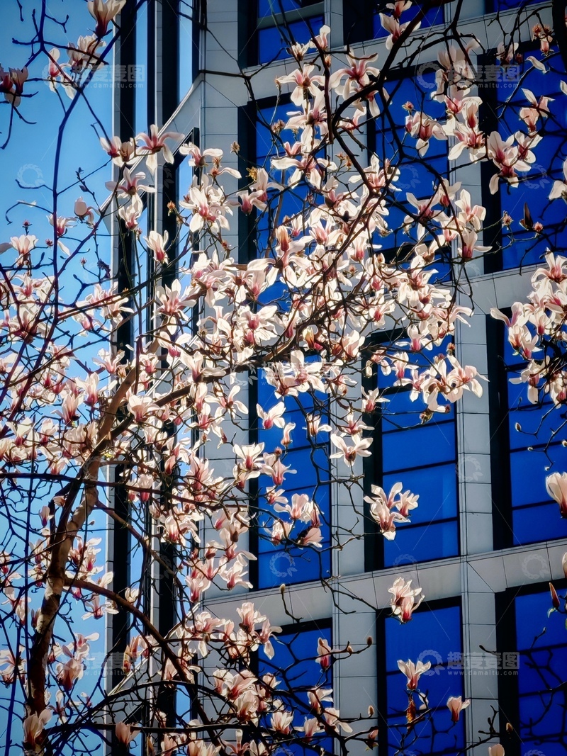 高清大图下载【趣麦麦图】城市春花现代建筑摄影