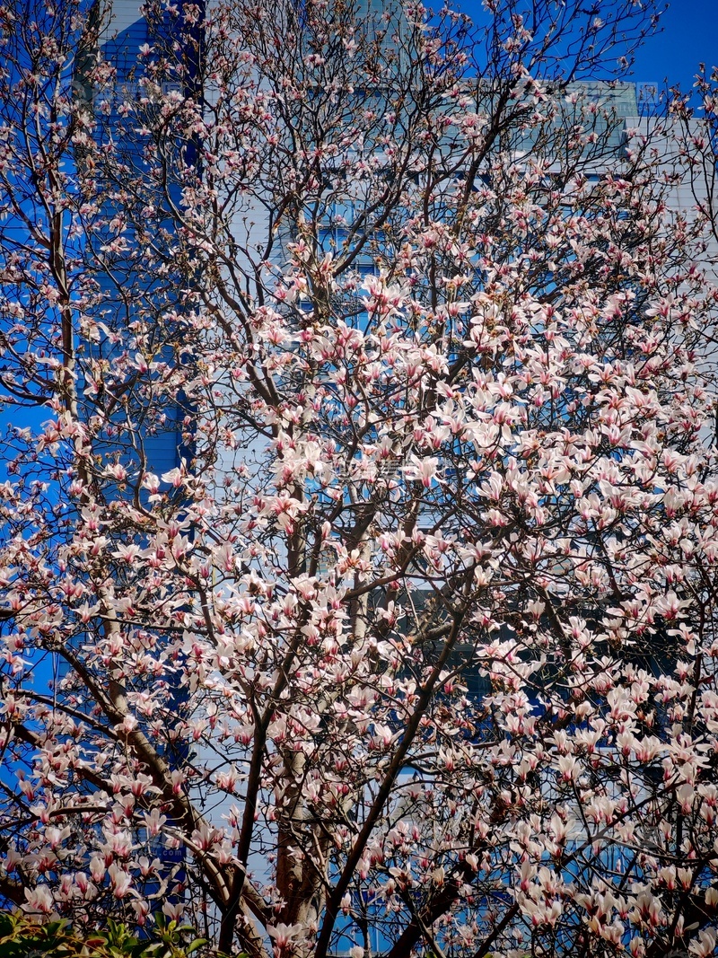 高清大图下载【趣麦麦图】春日玉兰盛开城市景观