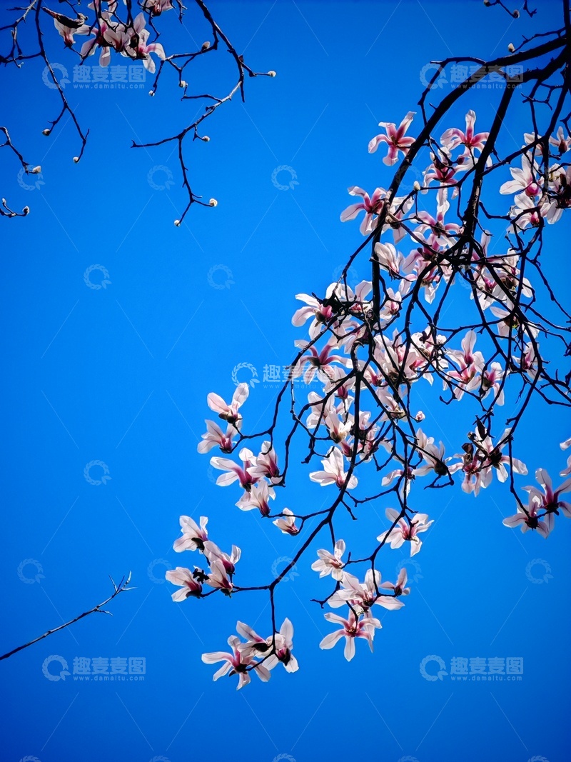 高清大图下载【趣麦麦图】蓝天玉兰花枝风景摄影