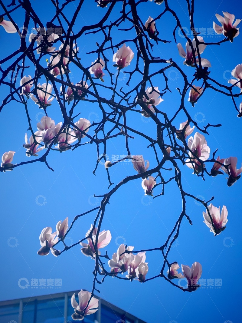 高清大图下载【趣麦麦图】春日玉兰盛开蓝天之下