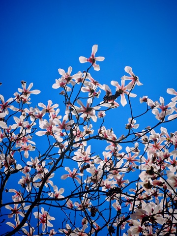 玉兰花开蓝天映衬1