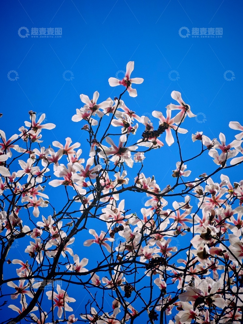 高清大图下载【趣麦麦图】玉兰花开蓝天映衬1