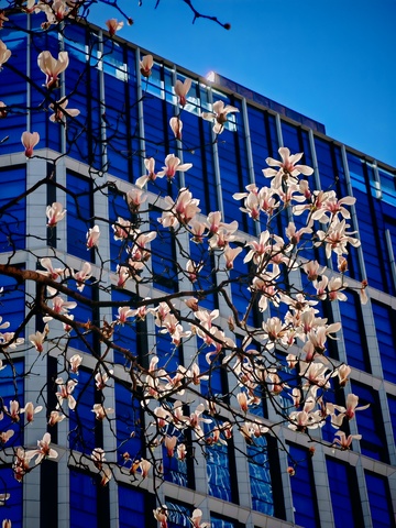 玉兰花与现代建筑交融