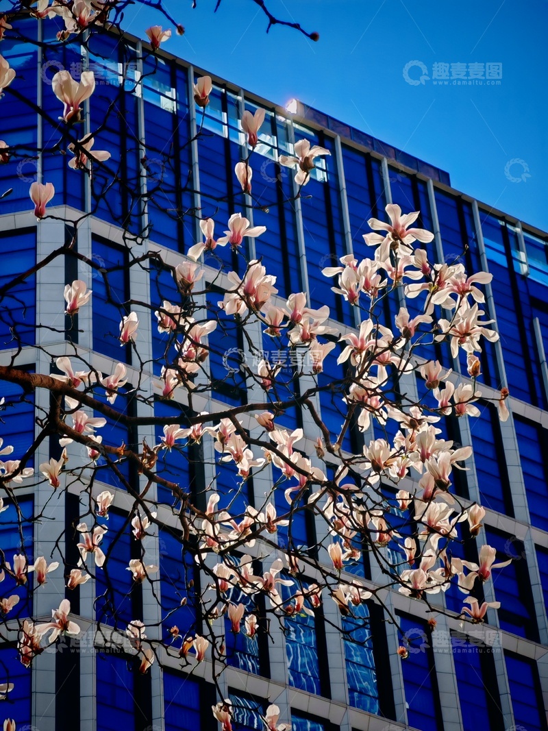 高清大图下载【趣麦麦图】玉兰花与现代建筑交融