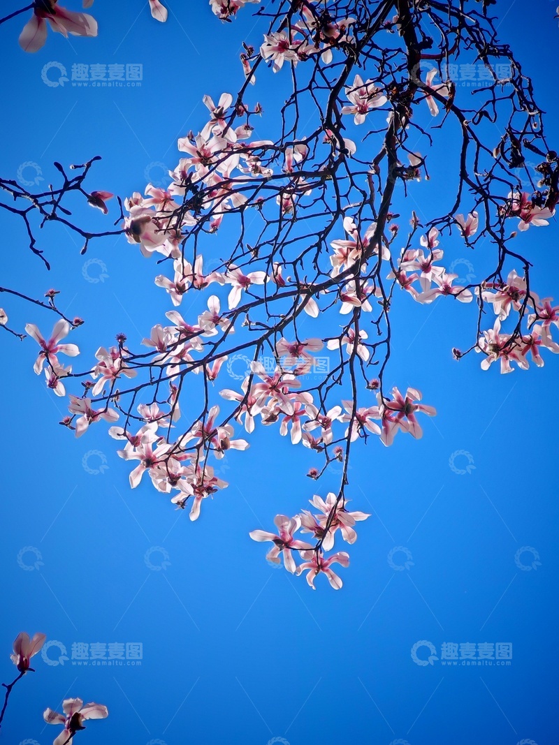 高清大图下载【趣麦麦图】春日玉兰盛开蓝天映衬