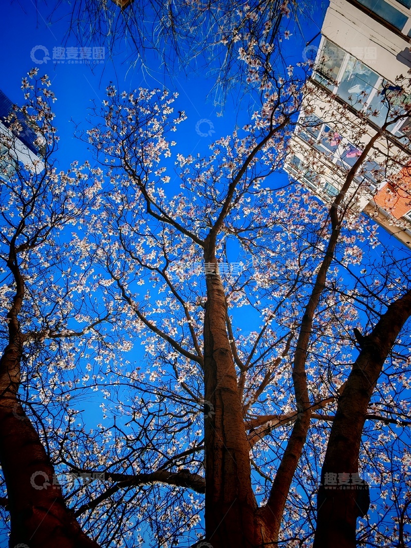 高清大图下载【趣麦麦图】春日樱花蓝天城市风光