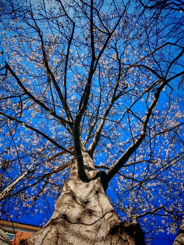 春日樱花树摄影蓝天