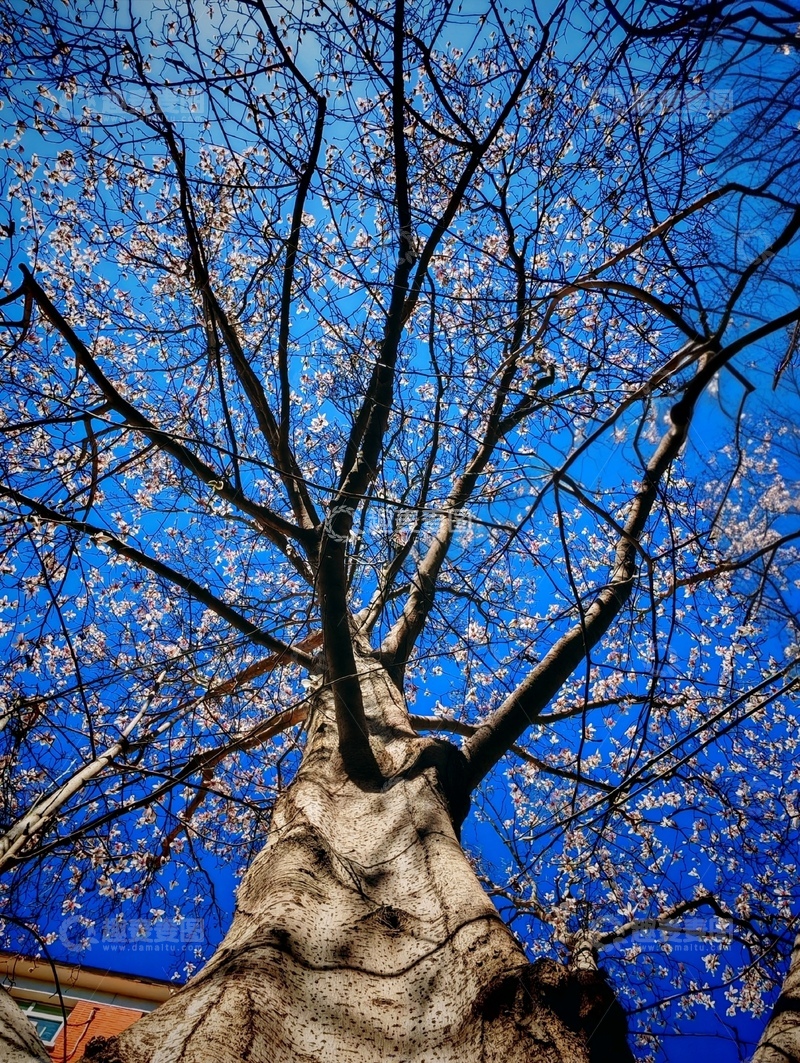 高清大图下载【趣麦麦图】春日樱花树摄影蓝天