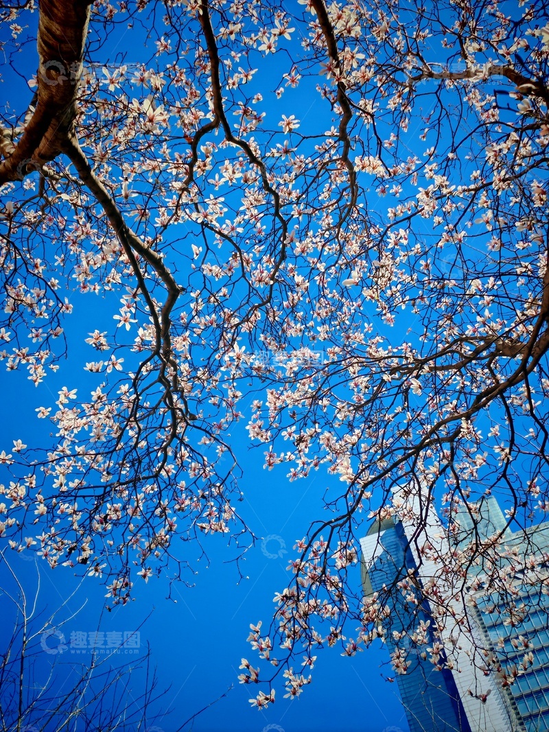 高清大图下载【趣麦麦图】春日樱花都市美景